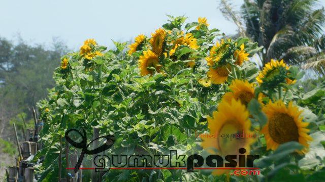 kebun bunga matahari